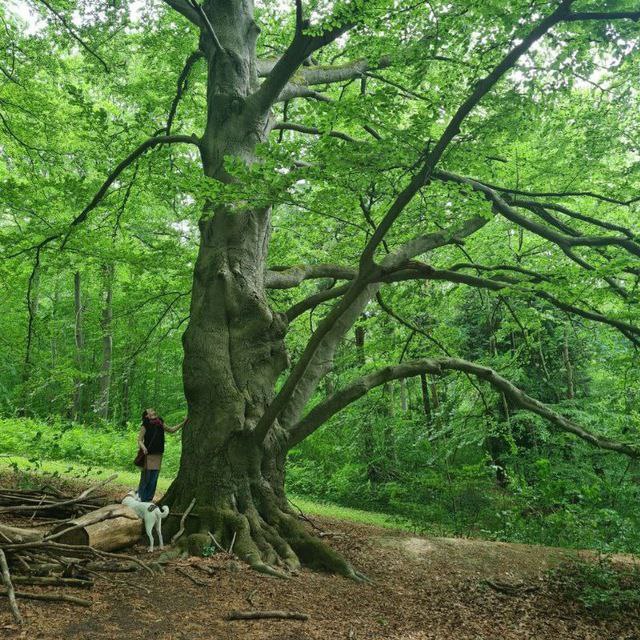 Franziska Näther steht andächtig am großen Baum und legt eine Hand an den Stamm