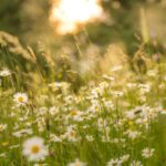 Wiese mit Blumen, freie Lieder sind wie Blumen