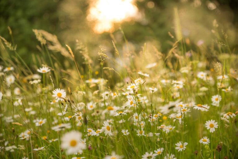 Wiese mit Blumen, freie Lieder sind wie Blumen